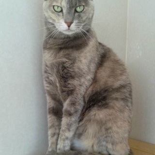 虐待を受け続けていた...ぽこらっしょ