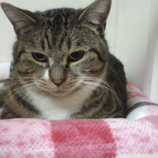 ぽぽんた♪ぽぽんた幸せになぁれのぽんたくん♪