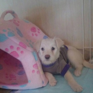 もふ可愛い　こもちちゃん