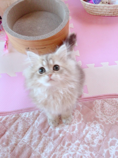 雪之丞（ゆきのじょう）