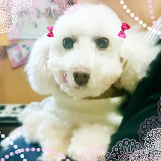 可愛いクリームプードル♀(ダイア)