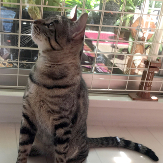 素敵な里親様が見つかりました。良かった〜