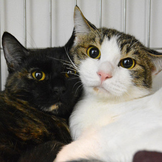 白がきれいアイライン美猫【はんぞう】