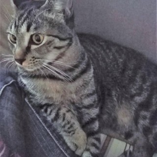 ちょこっとシャイなボク【クック】