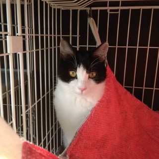 交通系電子マネー兄妹【いこか】