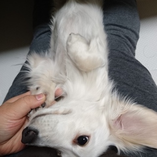 大事にしてくれる方