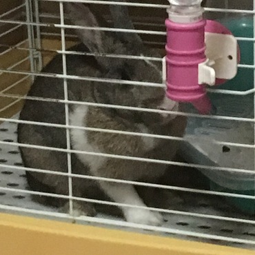 本日のピユ