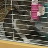 本日のピユ