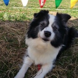 ボーダーコリー　キア　家族募集中！