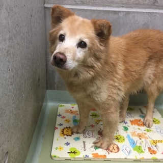 可愛い穏やかな仔です。