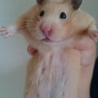 キンクマ 女の子です