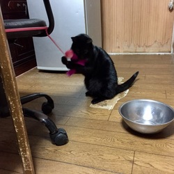 「あけましておめでとうございます。」サムネイル2