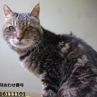 シニアの甘えん坊猫さんです