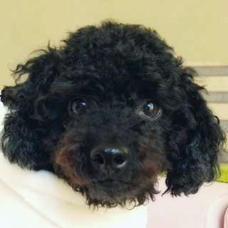 穏やかで優しいプードルの女の子です。