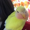 キキ