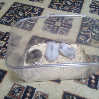 ジャンガリアンハムスター3匹