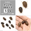 デュビア  SMサイズ