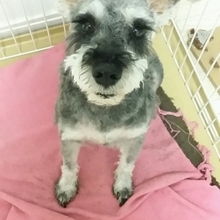 素敵な里親様と出会えました。「クリス」