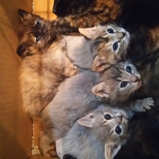 里親になってください。