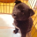 【募集一時停止】柴犬MIXの1か月の子犬です！