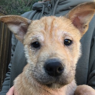 ★生後２ヶ月、仮称ドラえもんくんの里親様募集です！