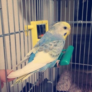 セキセイインコ二羽