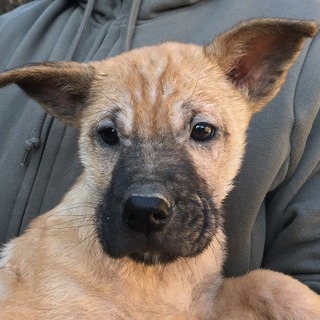 ★生後２ヶ月、仮称のび太くんの里親様募集です！