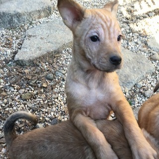 ★生後２ヶ月、仮称しずかちゃんの里親様募集です！