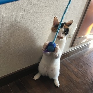 生後６ヶ月、三毛猫のラブちゃんの里親様募集です！
