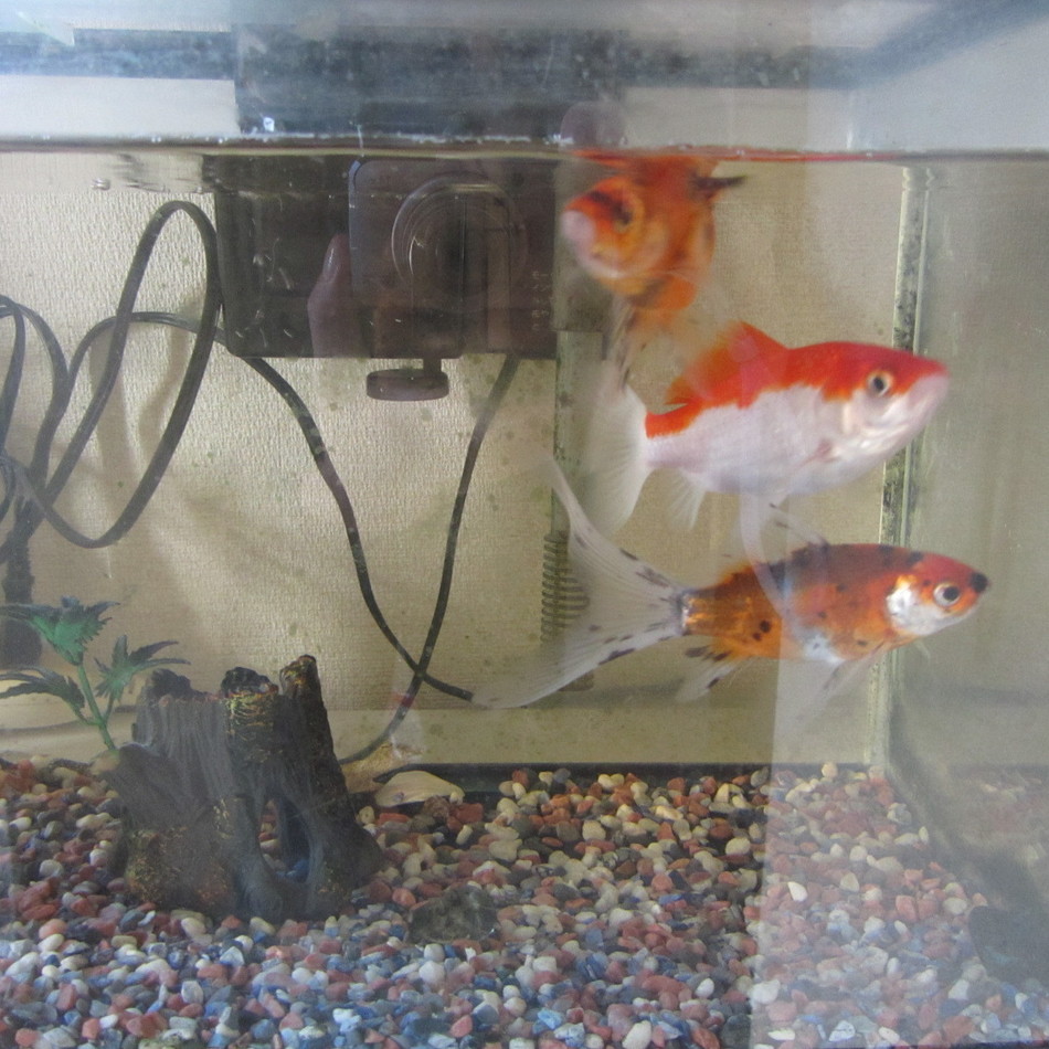 白、赤ダブルちゃんのカバー写真