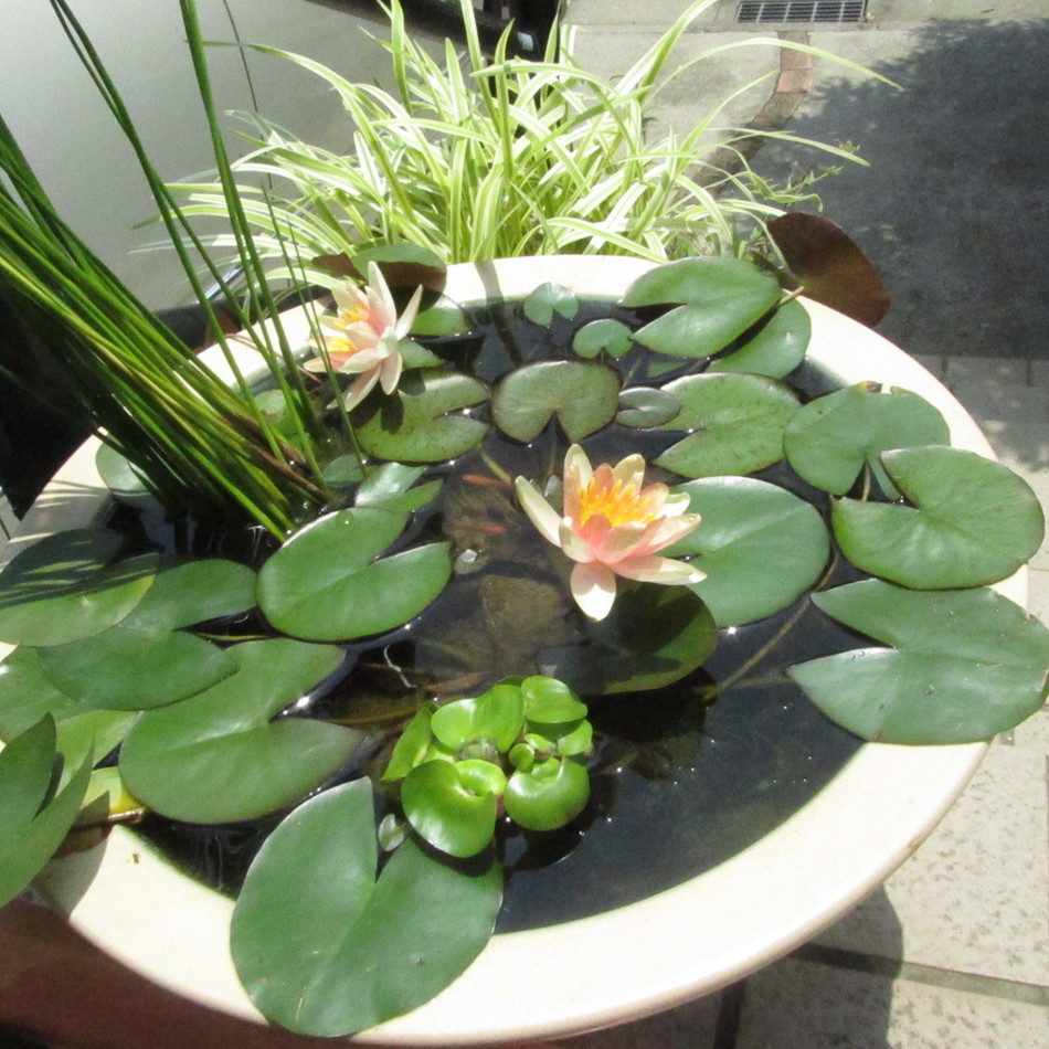 メダカのカバー写真