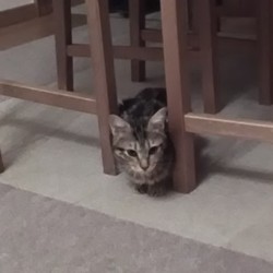 凛ちゃんが来て5ヶ月が経ちました。