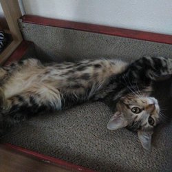 「凛ちゃんが来て5ヶ月が経ちました。」サムネイル2