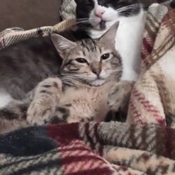 「凛ちゃんが来て5ヶ月が経ちました。」サムネイル3