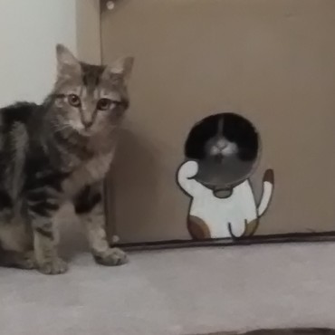 こいこいさんの顔出し。なかなか顔を出してくれないけどかわいい。