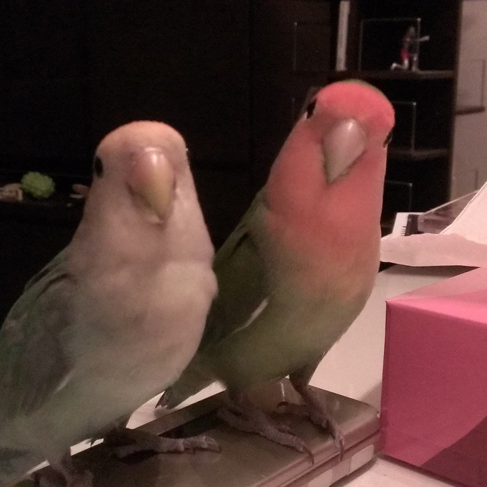 ピースのカバー写真