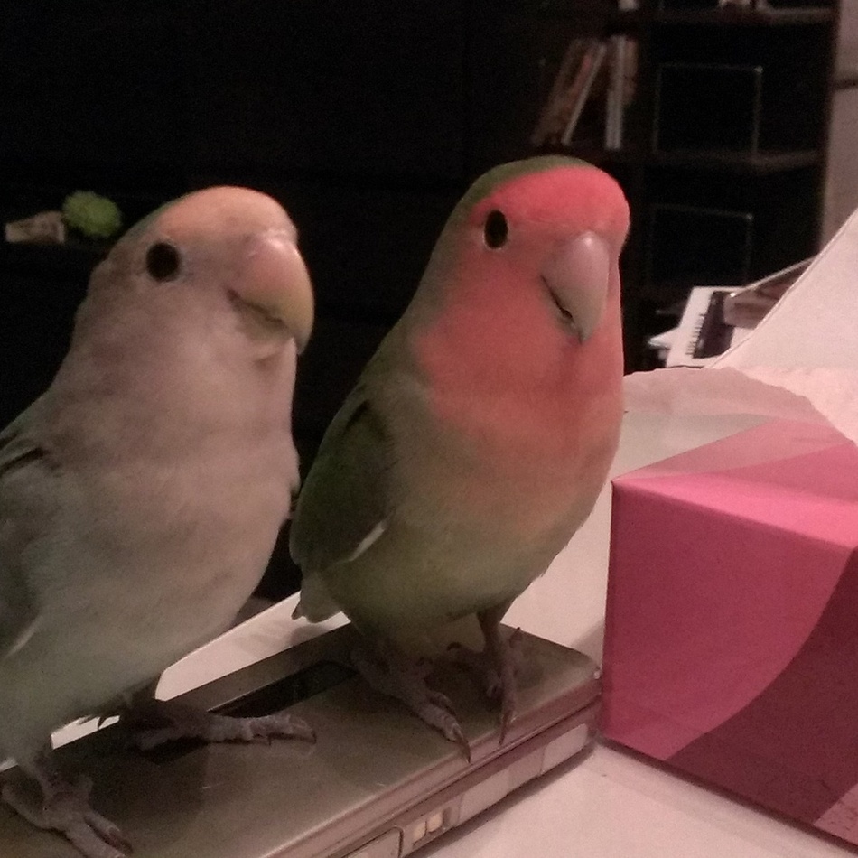 ポポのカバー写真