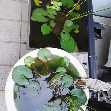 水練、花を咲かせるのは結構たいへん。
