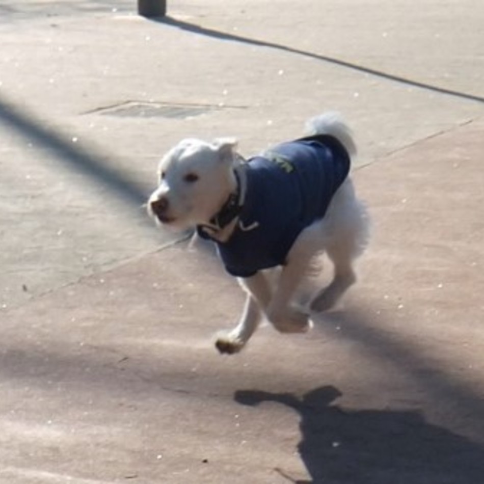 クチャのカバー写真