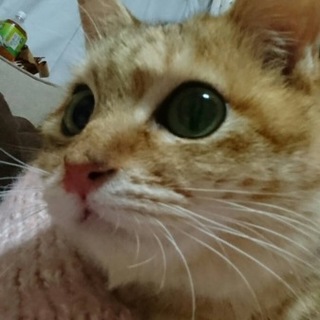 まんまる甘えん坊の男の子