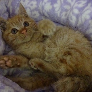 募集停止します　ちっちゃな茶トラの女の子動画あり