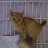 募集停止します　ちっちゃな茶トラの女の子動画あり サムネイル3