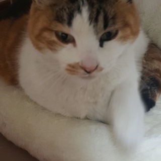 性格抜群です。幸せにして下さい。