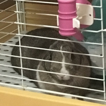 今日のピユ