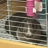 今日のピユ