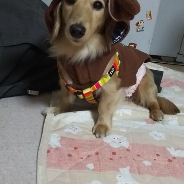 トナカイさん♪