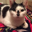 とっても人懐っこい猫ちゃんです！