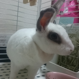 可愛がってくれる方を募集します！