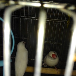 白文鳥のペアとシナモン文鳥の里親様募集