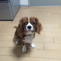 可愛いがって下さい！